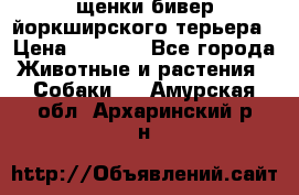 щенки бивер йоркширского терьера › Цена ­ 8 000 - Все города Животные и растения » Собаки   . Амурская обл.,Архаринский р-н